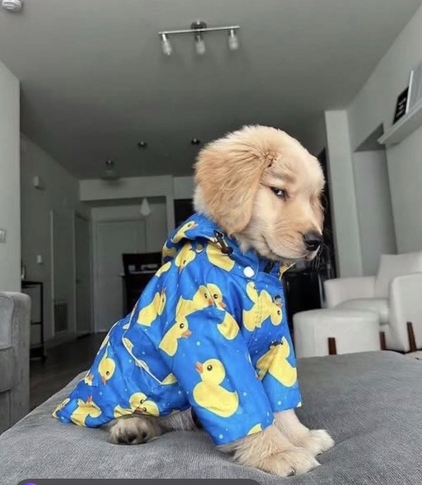 dogs72_032