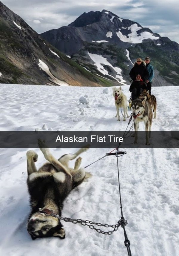 dogs72_033