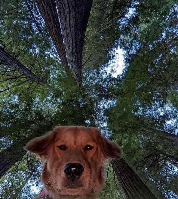 dogs72_035