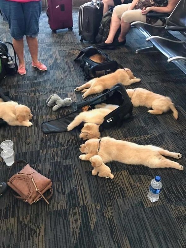 dogs72_037