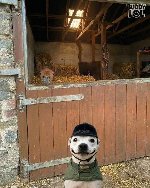 dogs72_038
