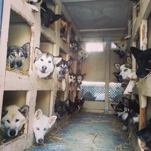 dogs72_040