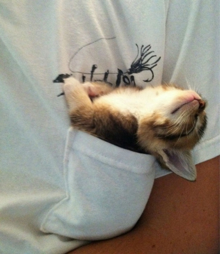 funnyanimals179_001