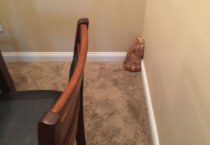 funnyanimals179_002