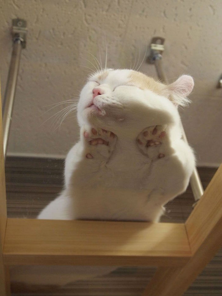 funnyanimals179_003