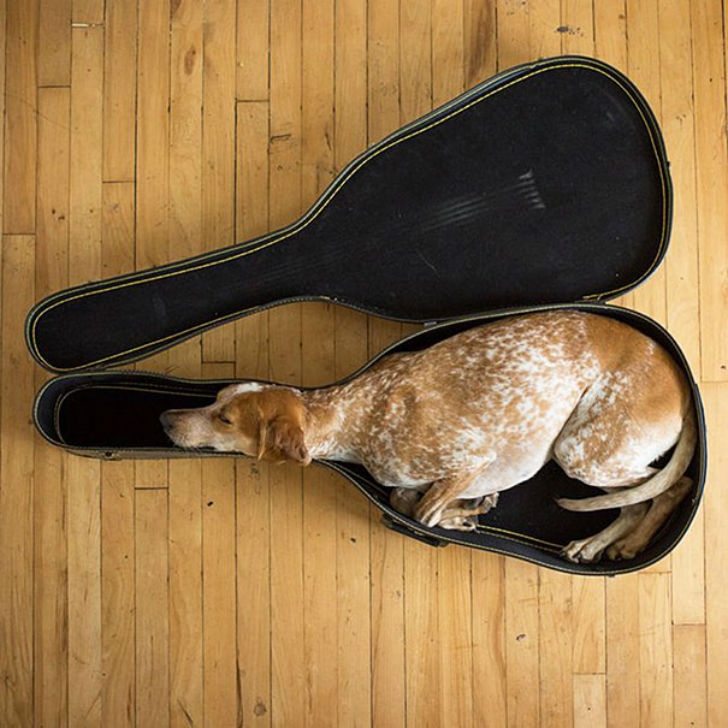 funnyanimals179_004