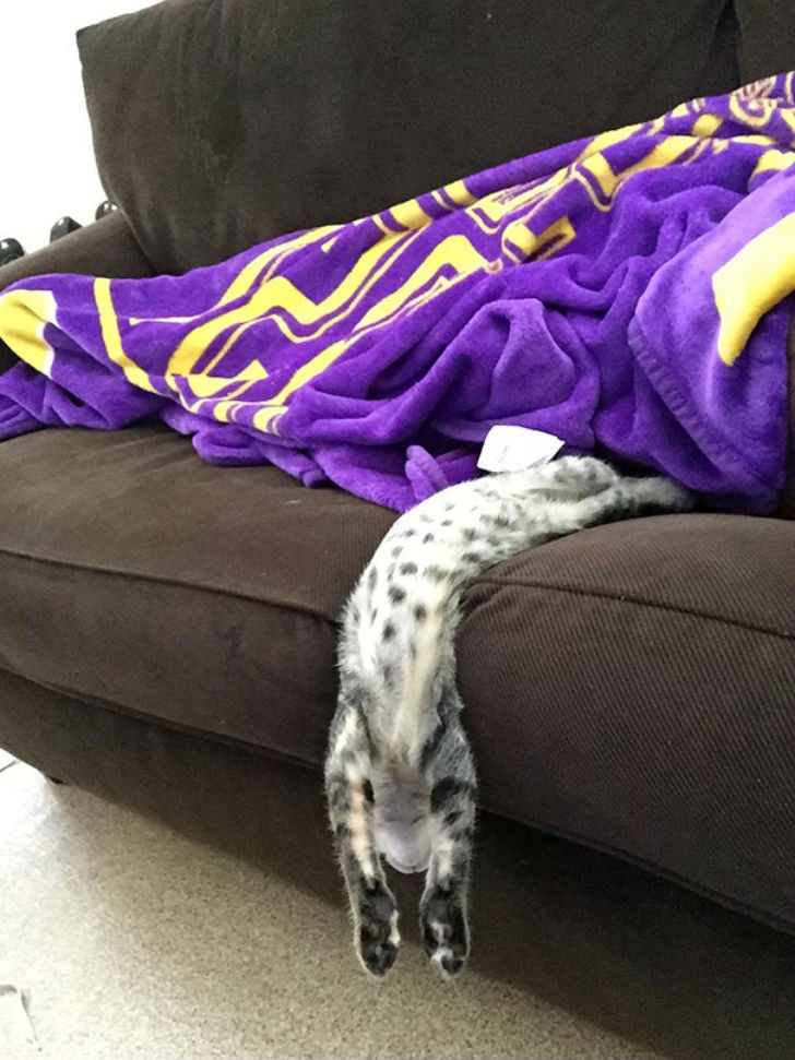 funnyanimals179_005