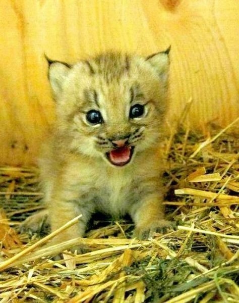 funnyanimals179_006