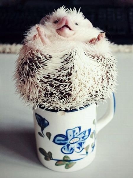 funnyanimals179_007