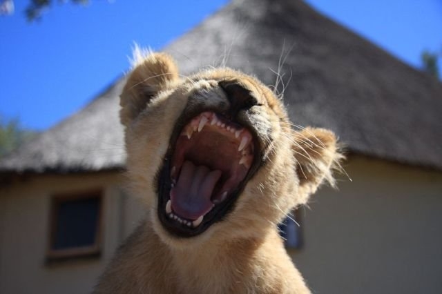 funnyanimals179_009