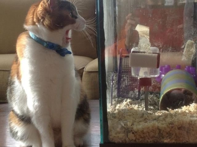 funnyanimals179_010