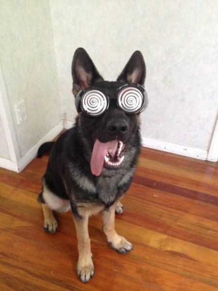funnyanimals179_011