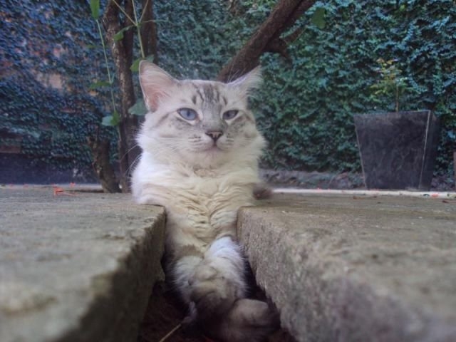 funnyanimals179_013
