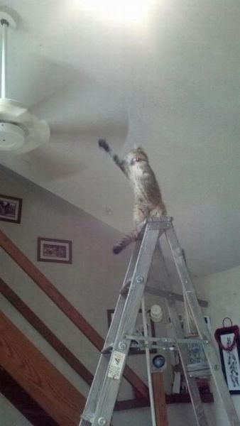funnyanimals179_014