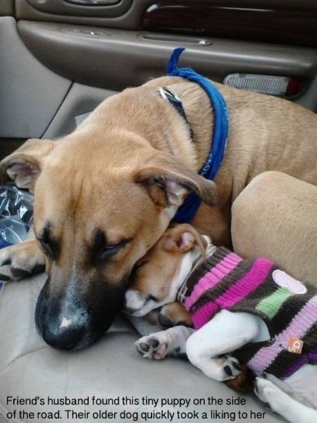 funnyanimals179_015