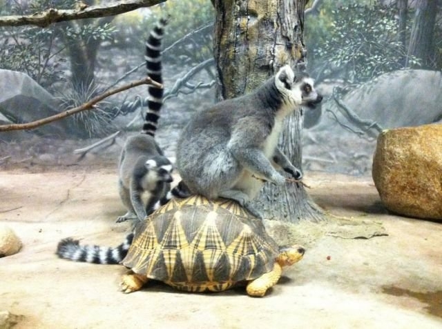 funnyanimals179_017