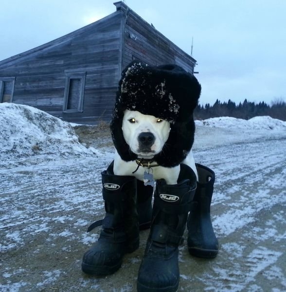 funnyanimals179_018