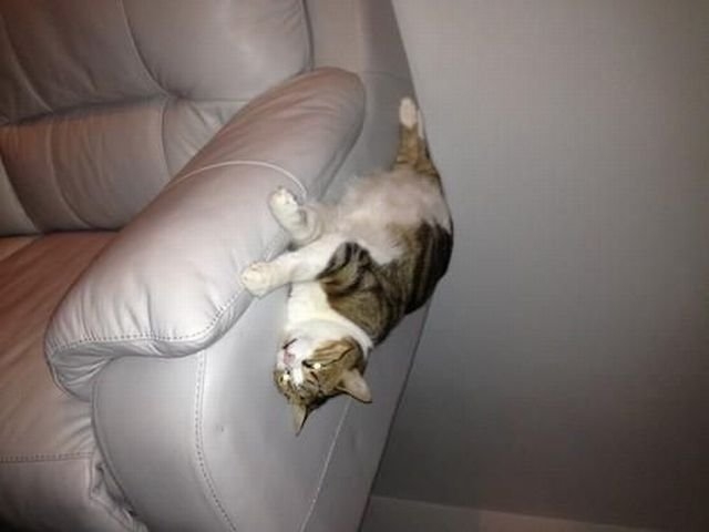 funnyanimals179_019