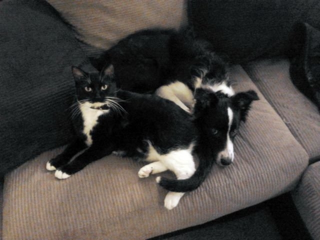 funnyanimals179_020
