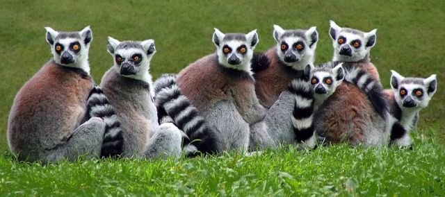 funnyanimals179_021