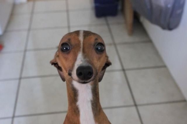 funnyanimals179_023