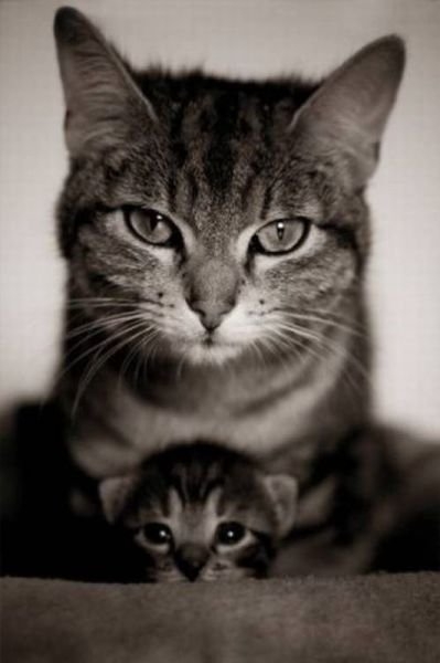 funnyanimals179_024