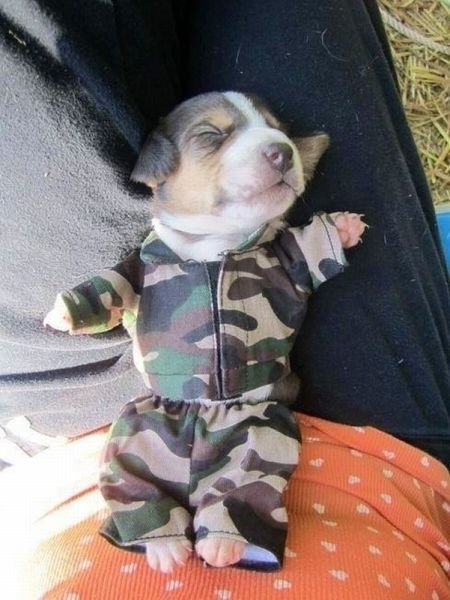 funnyanimals179_025