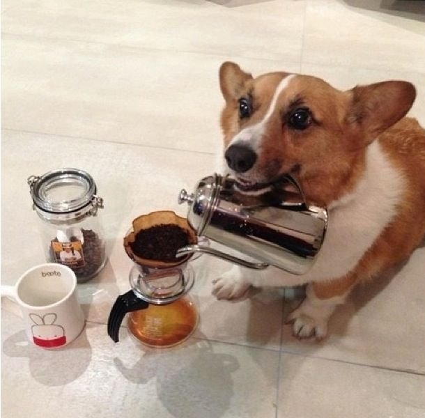 funnyanimals179_026