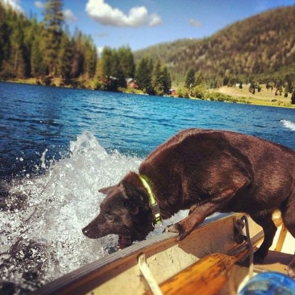 funnyanimals179_029