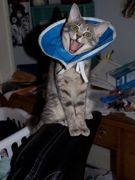 funnyanimals179_031