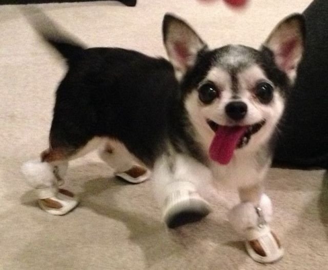 funnyanimals179_032