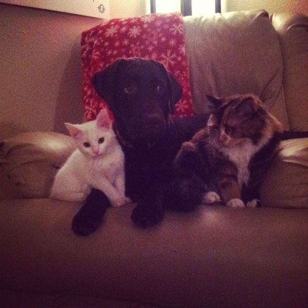 funnyanimals179_033