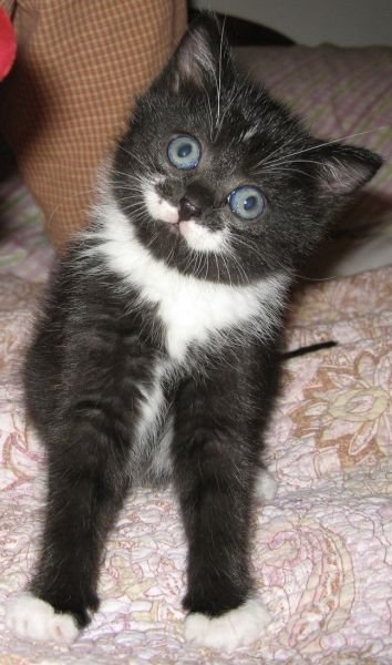 funnyanimals179_034