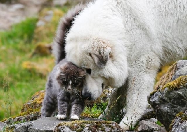 funnyanimals179_035