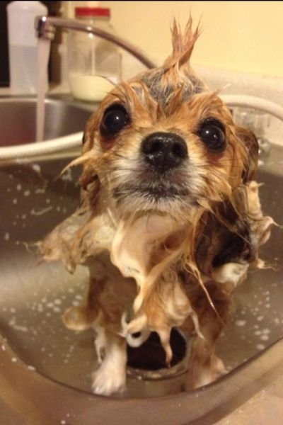 funnyanimals179_036