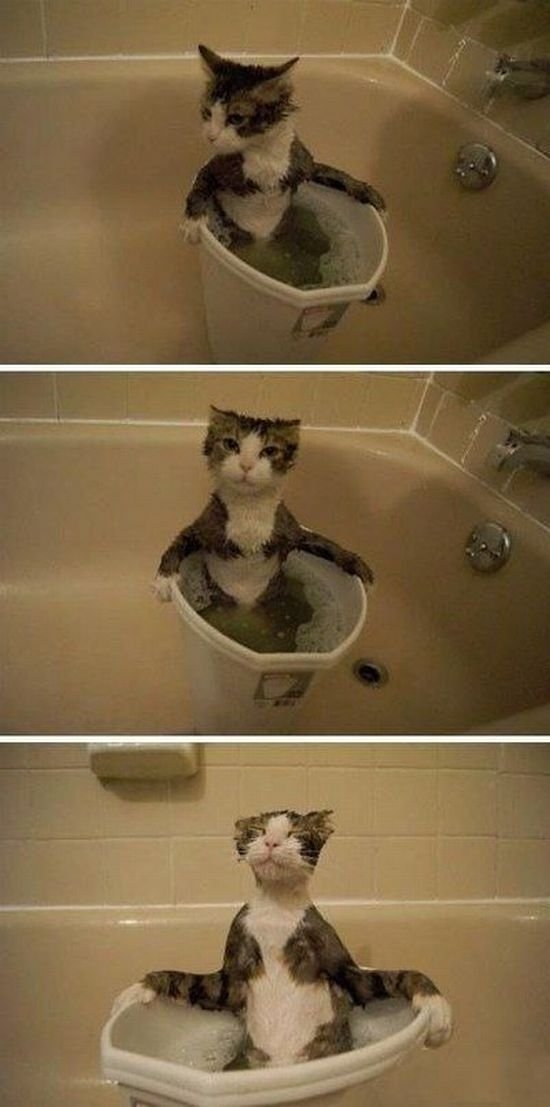 funnyanimals179_037