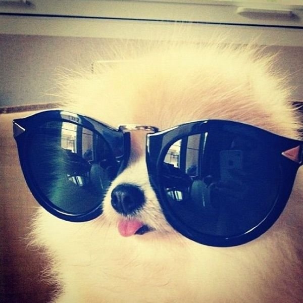 funnyanimals179_038