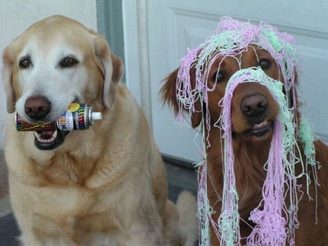 funnyanimals179_039