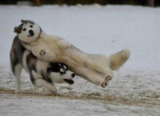 funnyanimals179_040