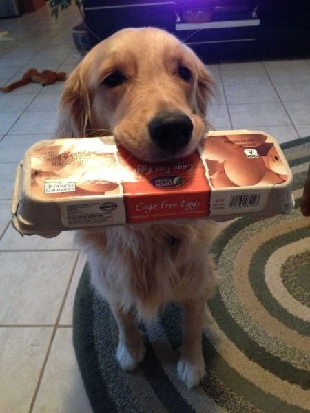 funnyanimals180_001