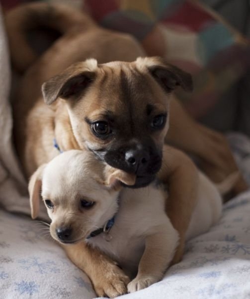 funnyanimals180_002