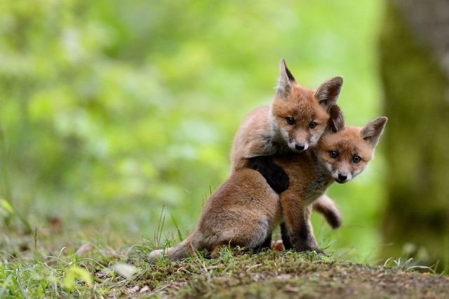 funnyanimals180_004