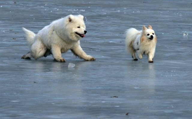 funnyanimals180_005