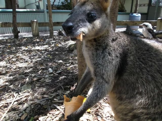 funnyanimals180_008