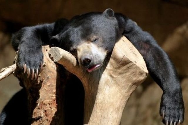 funnyanimals180_009