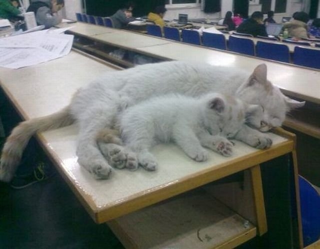 funnyanimals180_010