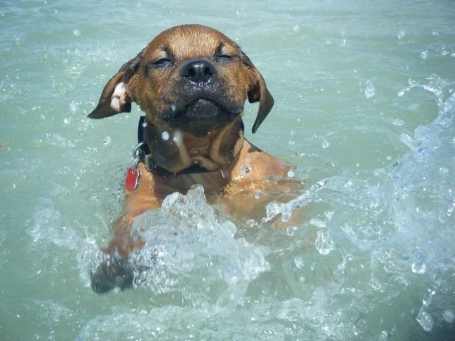 funnyanimals180_011