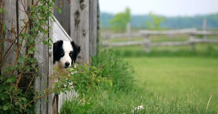 funnyanimals180_012