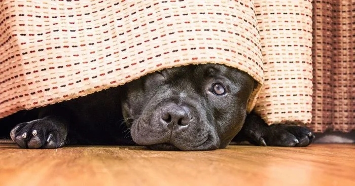 funnyanimals180_013