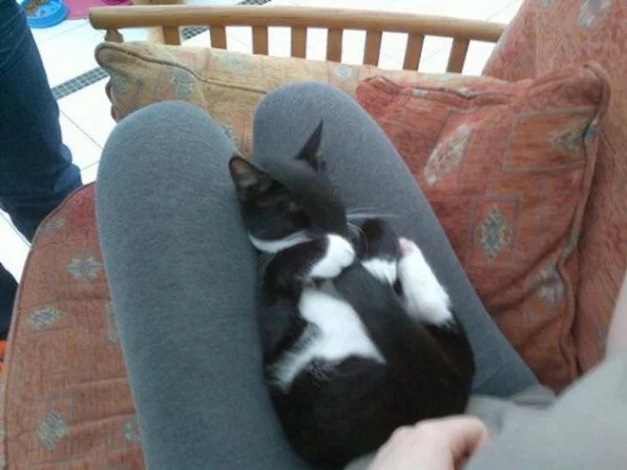 funnyanimals180_014
